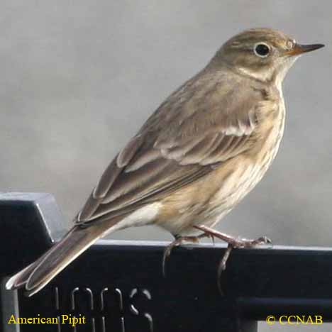 pipits, picture of pipits