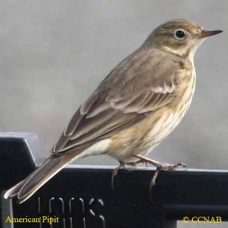 American Pipit