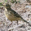 American Pipit