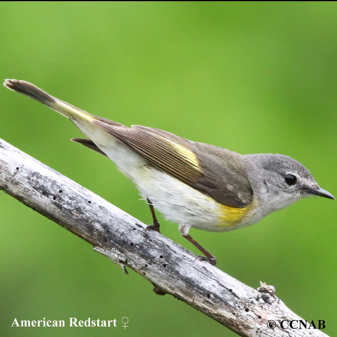 Birds of North America