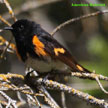 American Redstart songs and calls