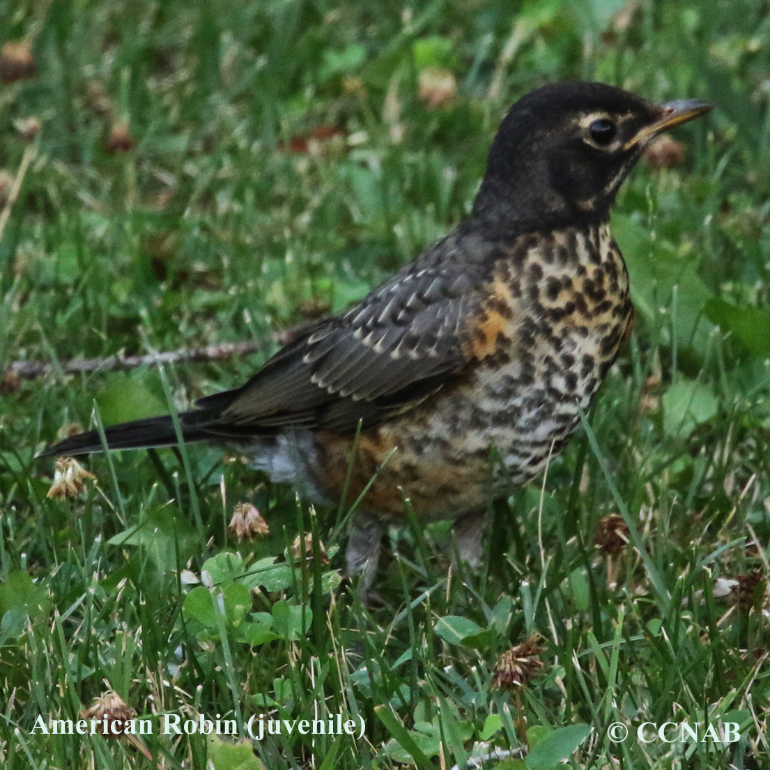 American Robin