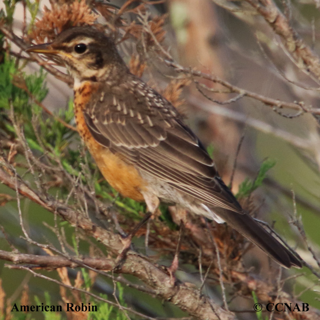 American Robin