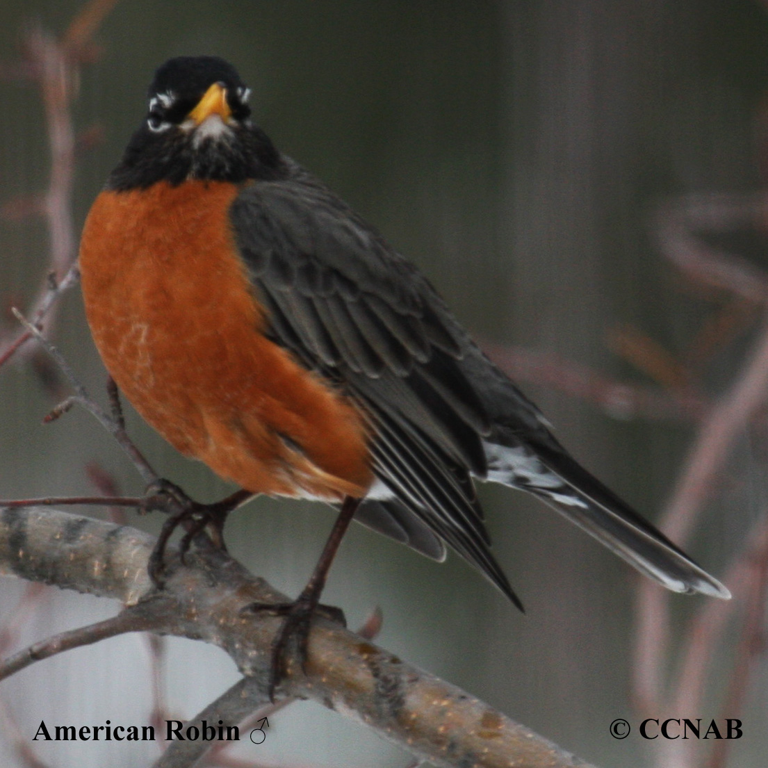 American Robin