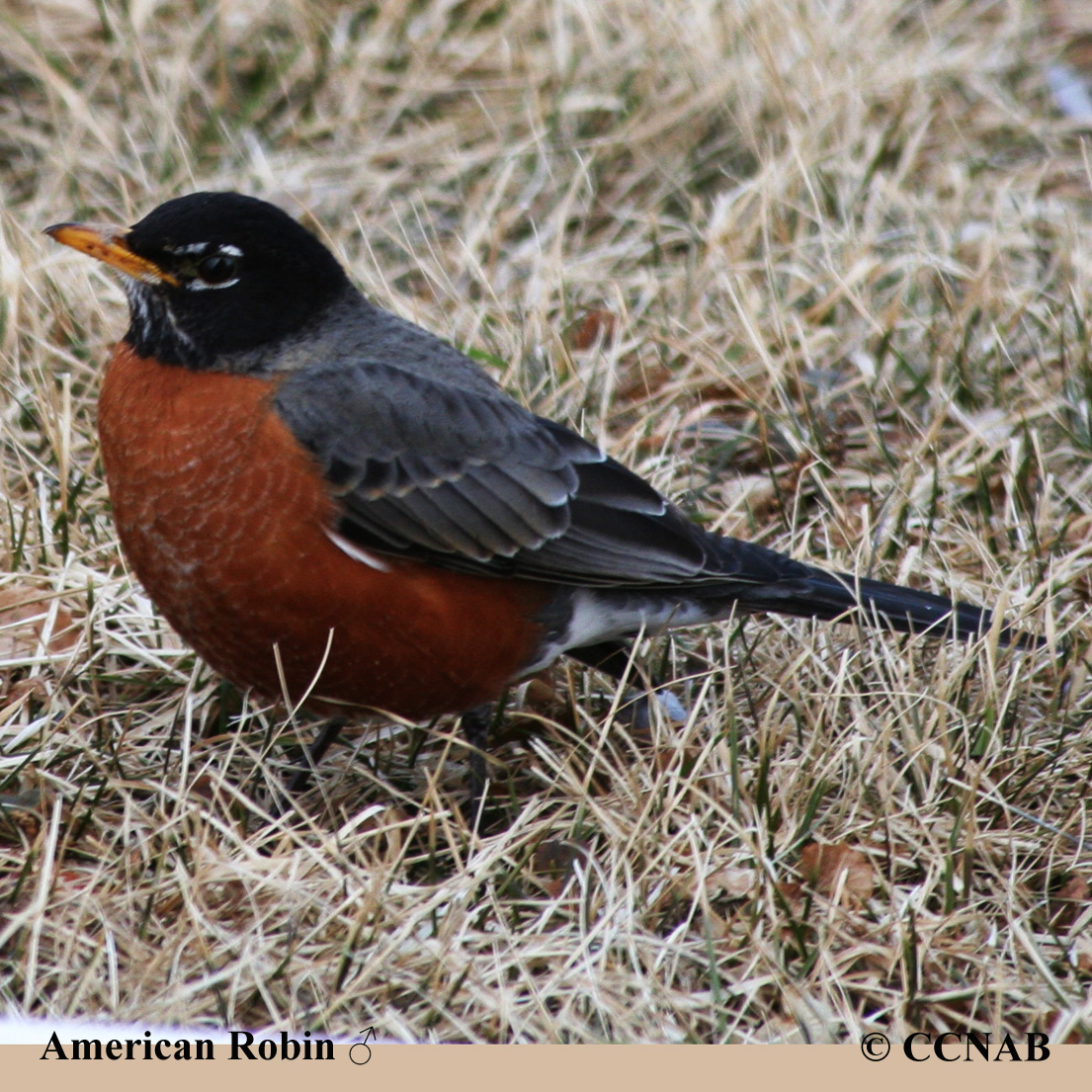 American Robin