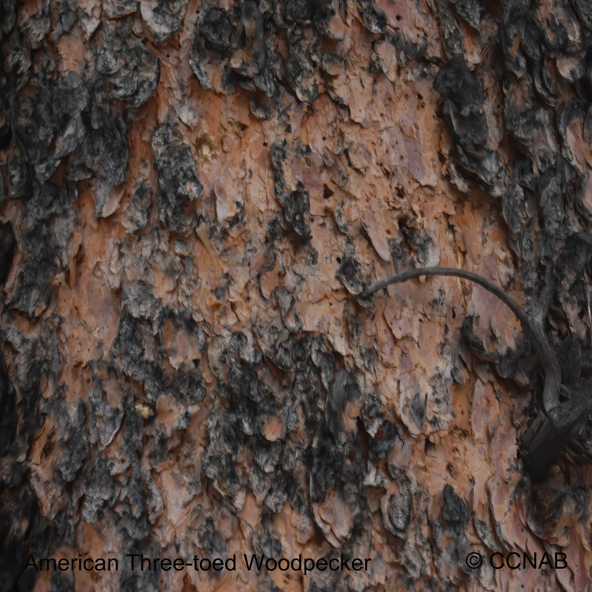 American Three-toed Woodpecker