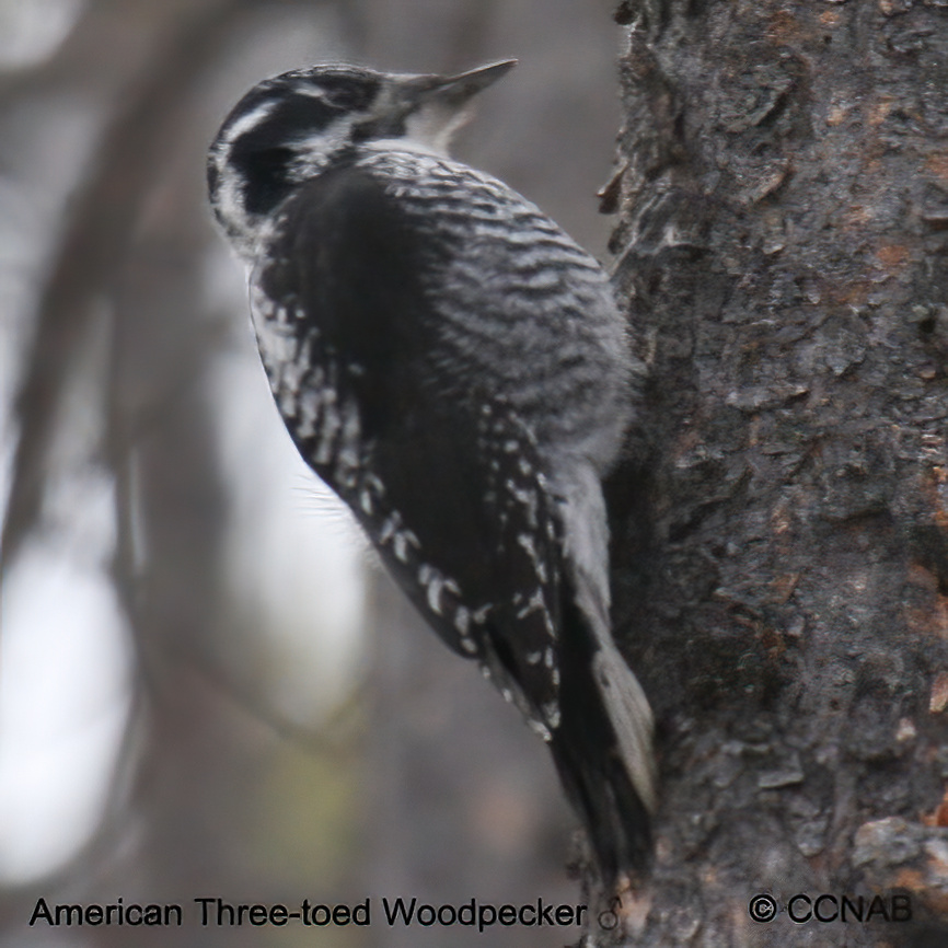 American Three-toed Woodpecker