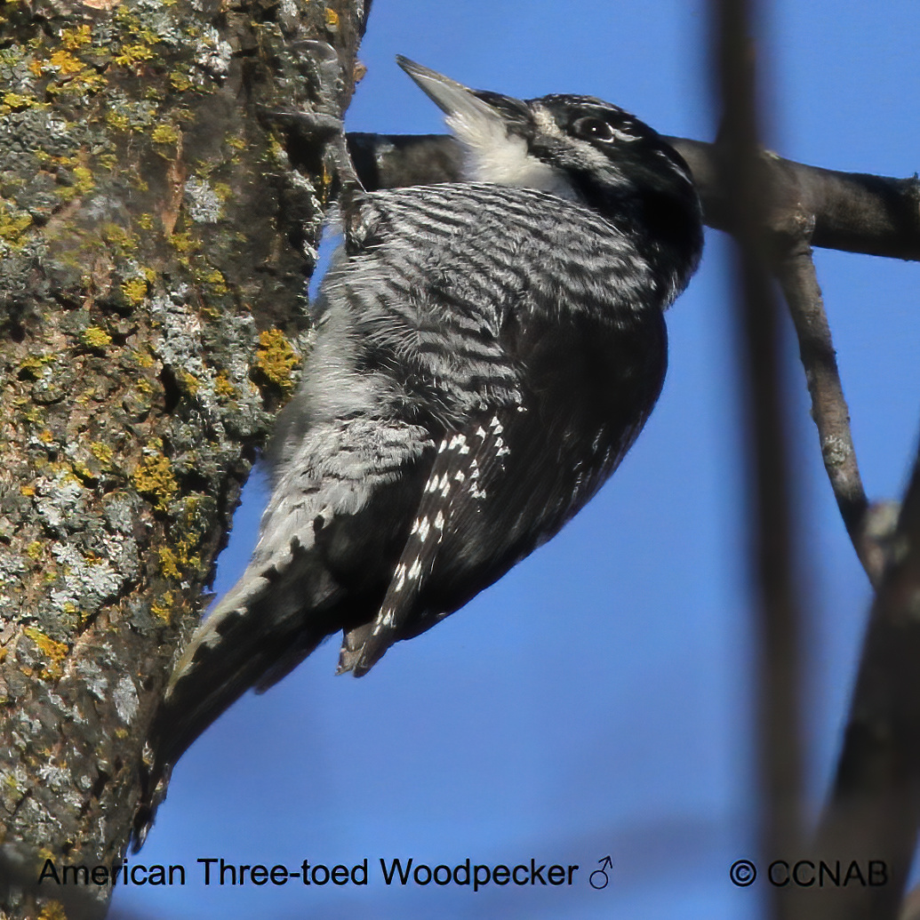 American Three-toed Woodpecker