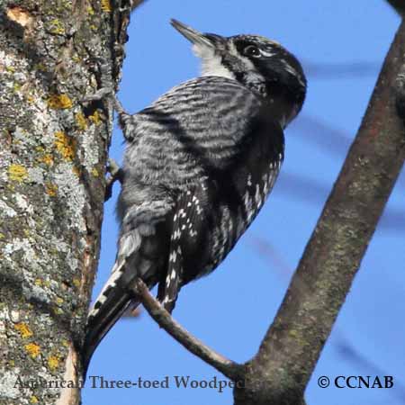 American Three-toed Woodpecker