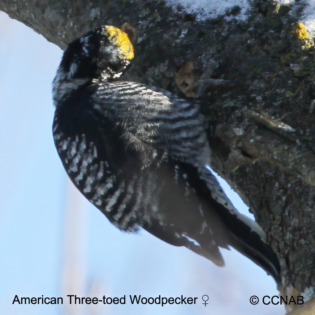 American Three-toed Woodpecker