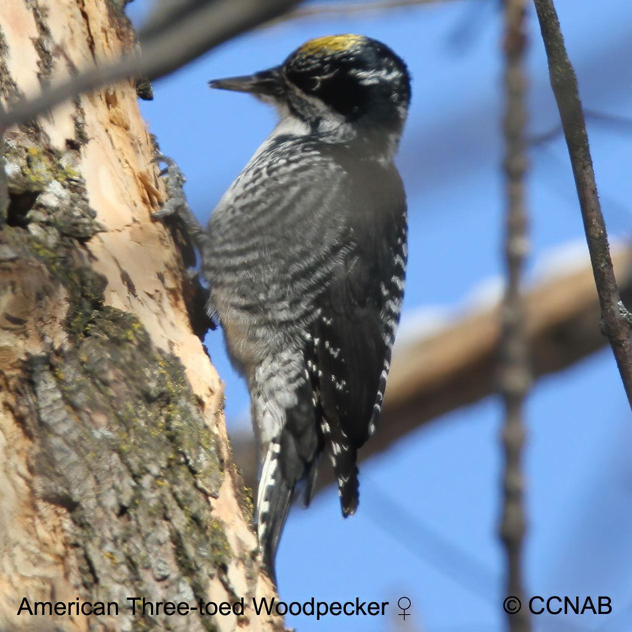 Birds of North America