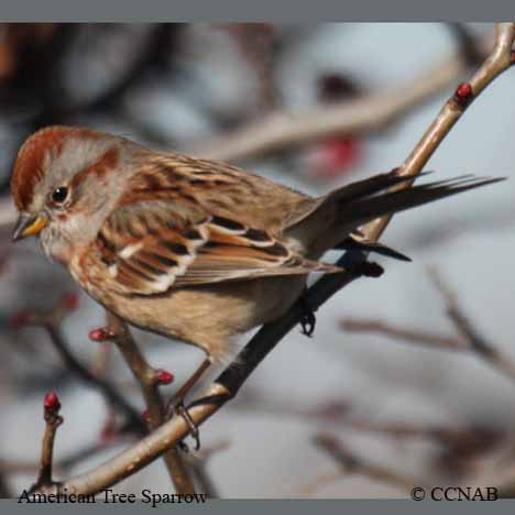 American Tree Sparrow