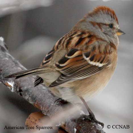 American Tree Sparrow