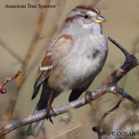 American Tree Sparrow