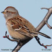 American Tree Sparrow range map