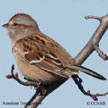 American Tree Sparrow