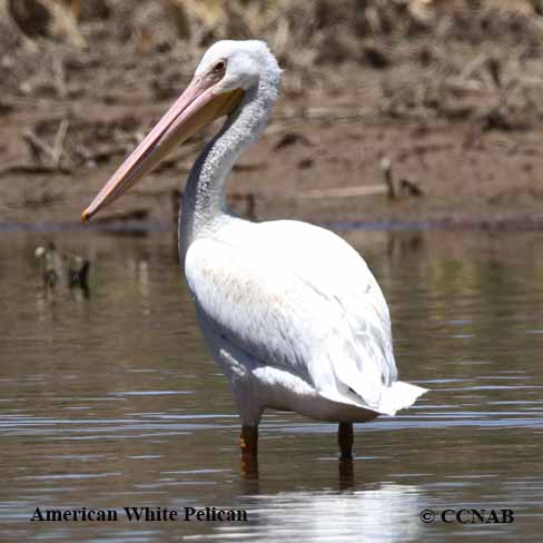 American White Pelican