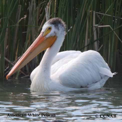 American White Pelican