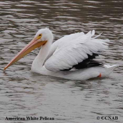 American White Pelican