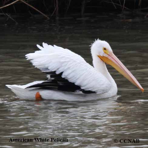 Birds of North America