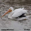 American White Pelican range map