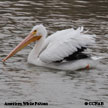 American White Pelican