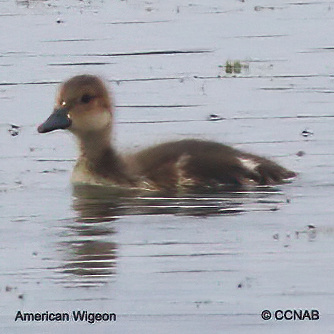 American Wigeon