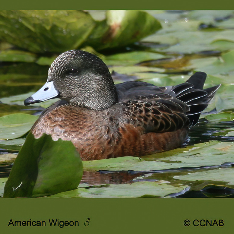 American Wigeon