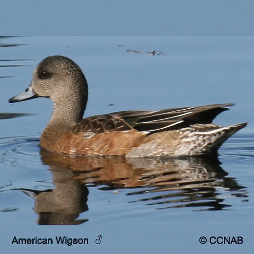 American Wigeon