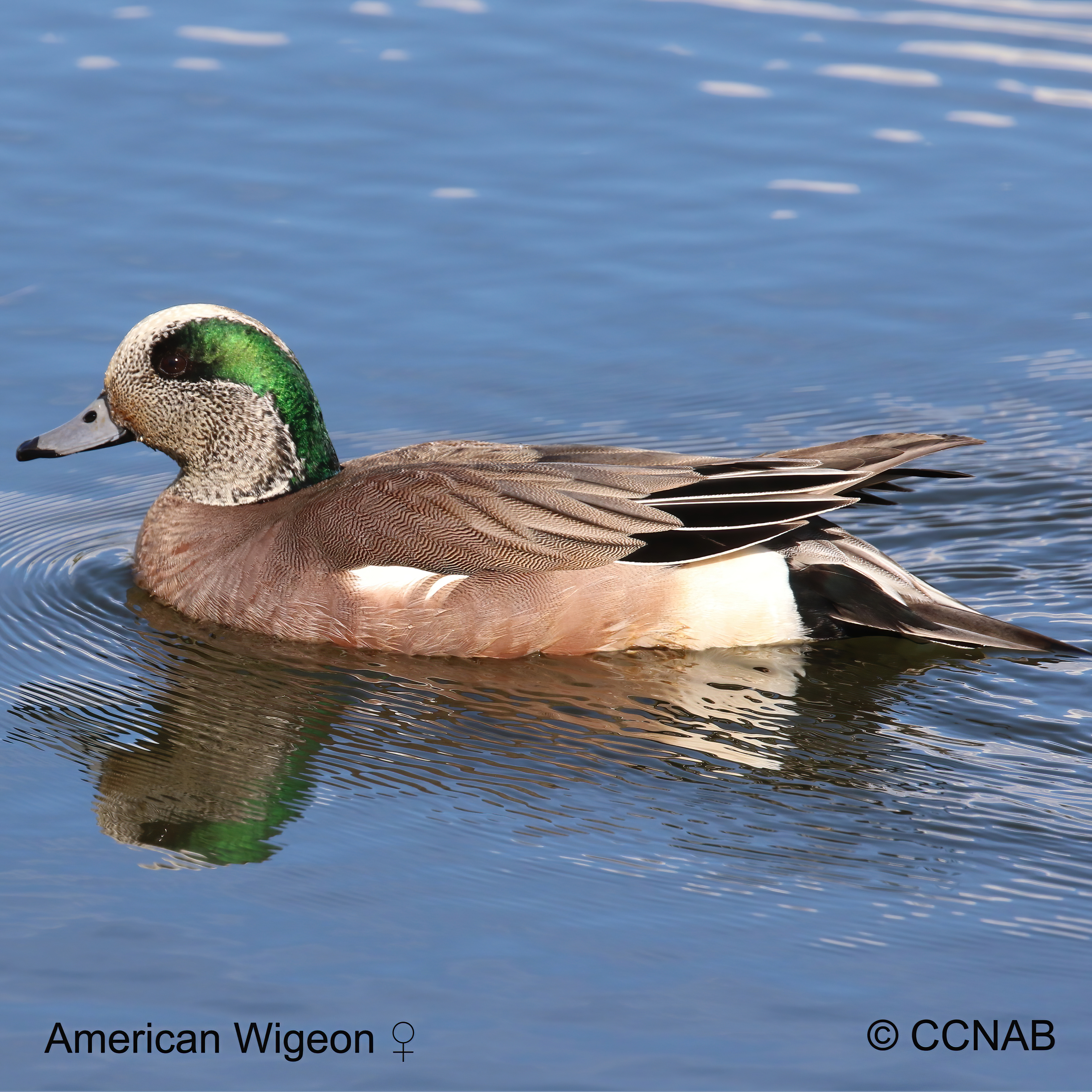 American Wigeon