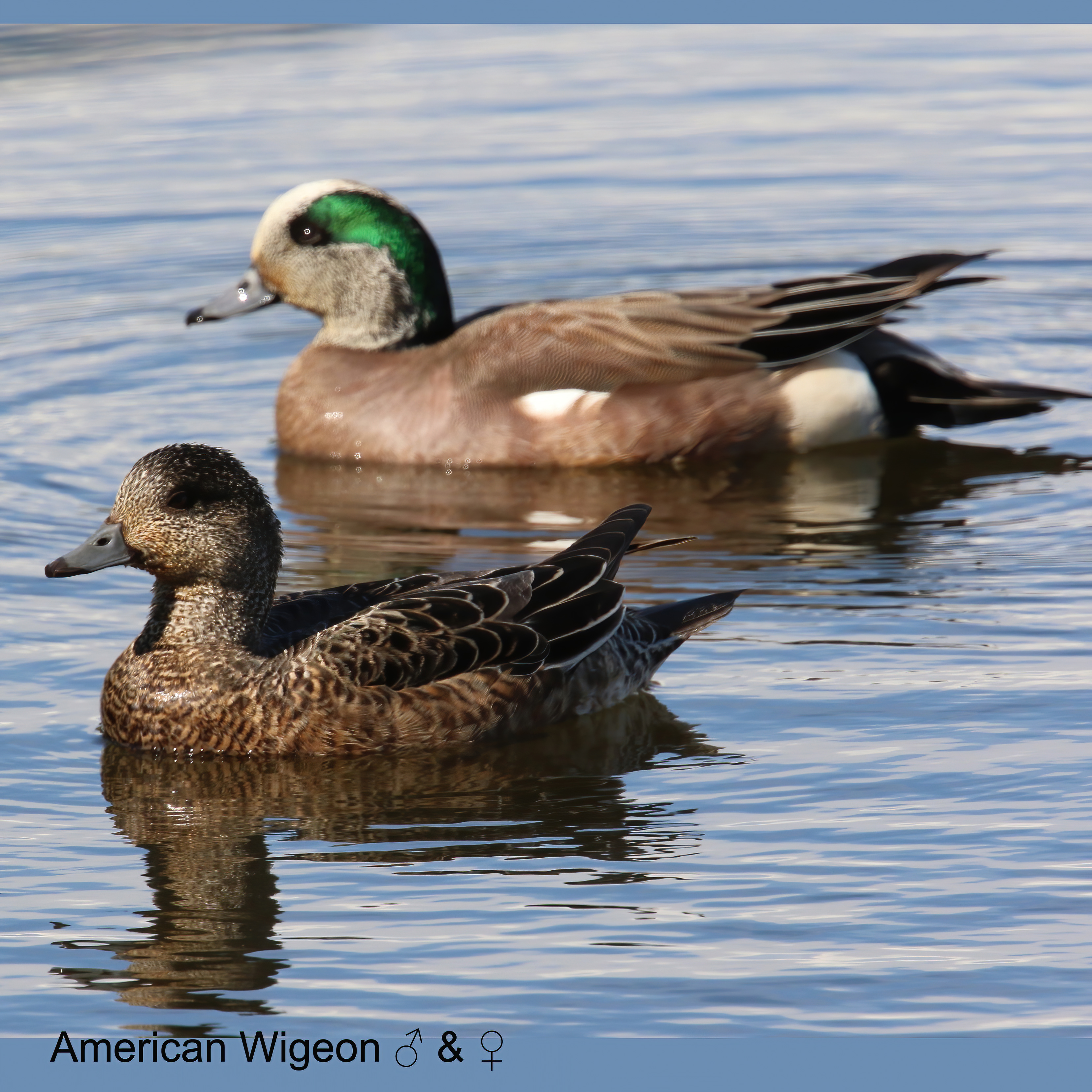 American Wigeon