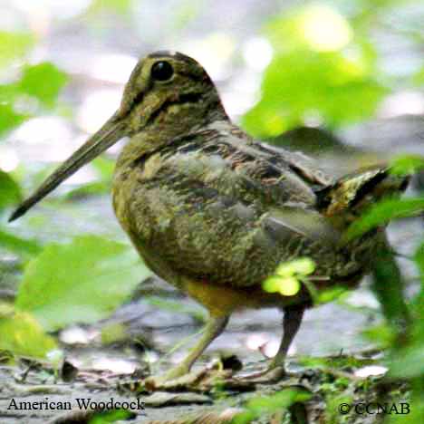 American Woodcock