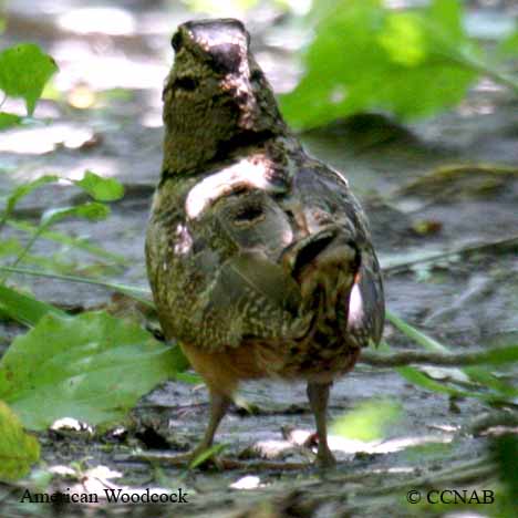 American Woodcock