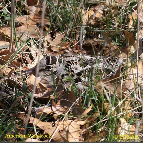 American Woodcock