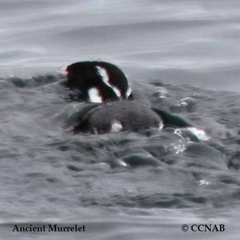 Ancient Murrelet