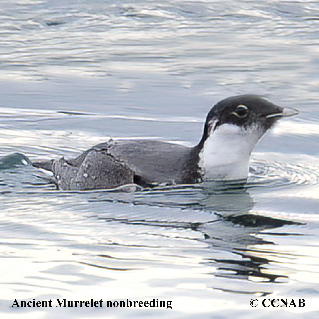 Ancient Murrelet