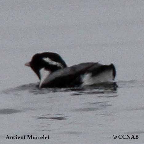 Ancient Murrelet