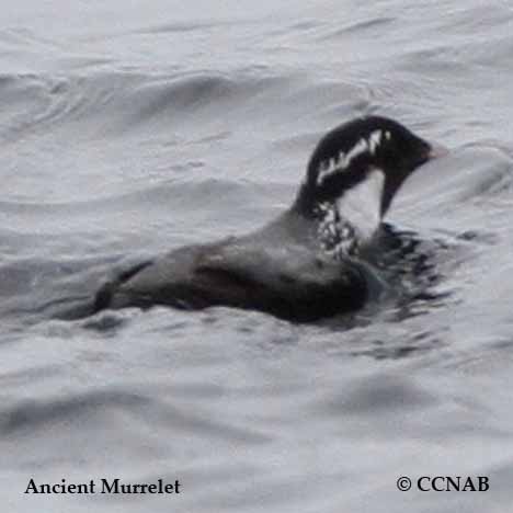 Ancient Murrelet