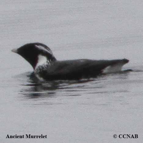 Birds of North America