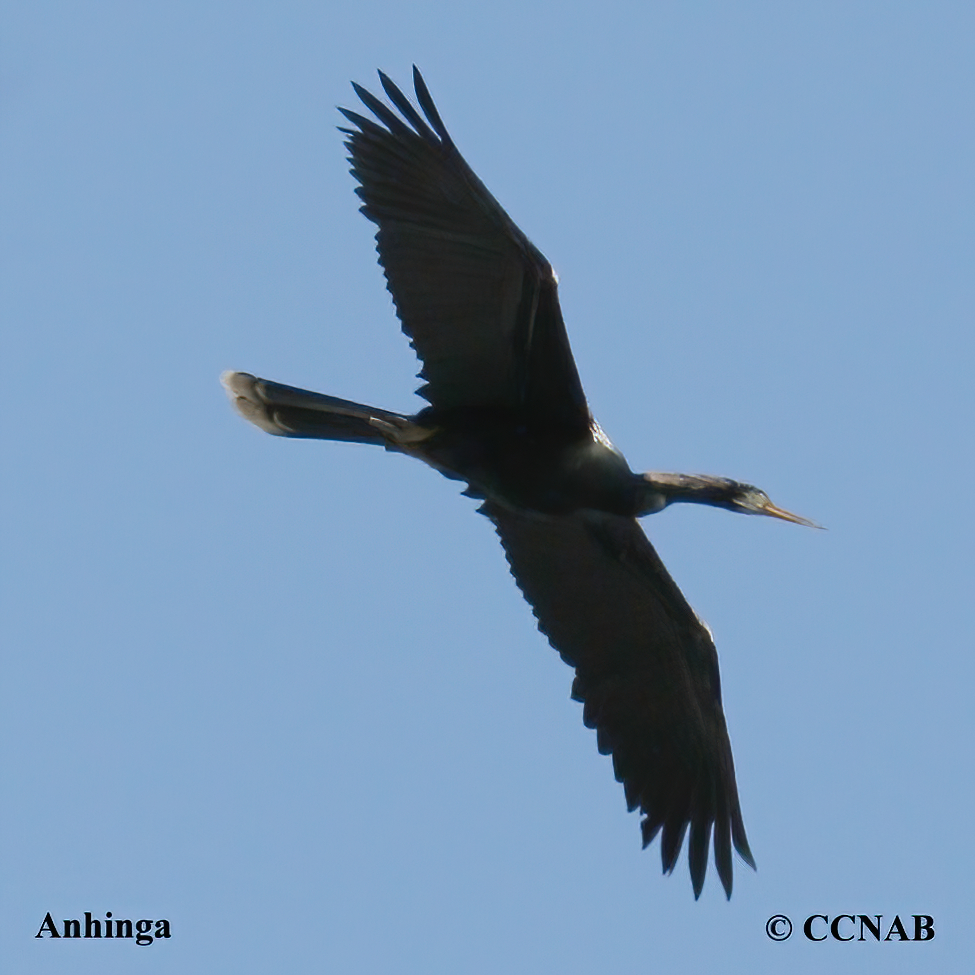 Anhinga