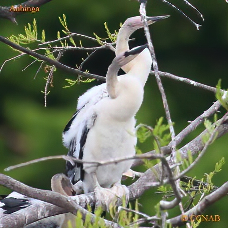 Anhinga