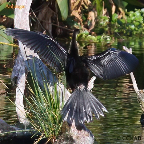 Birds of North America