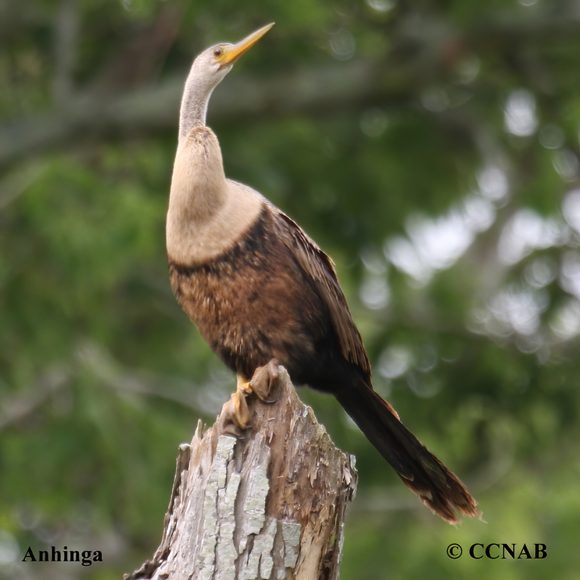 Birds of North America
