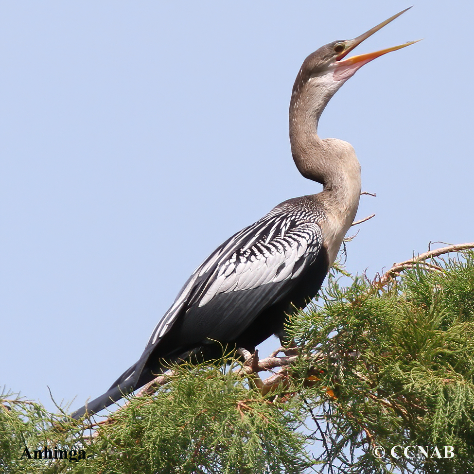 Birds of North America