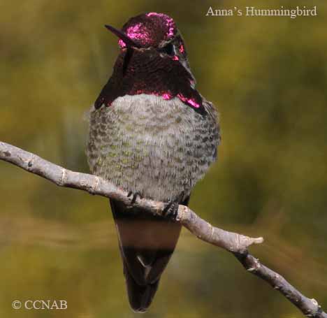 Anna's Hummingbird