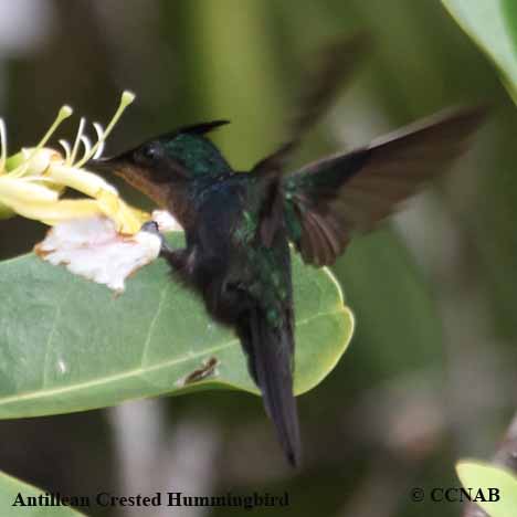 Antillean Crested Hummingbird