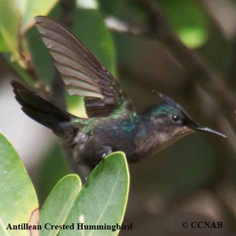 Antillean Crested Hummingbird