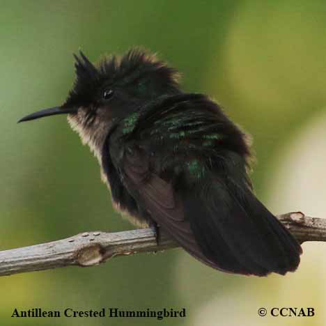 Antillean Crested Hummingbird