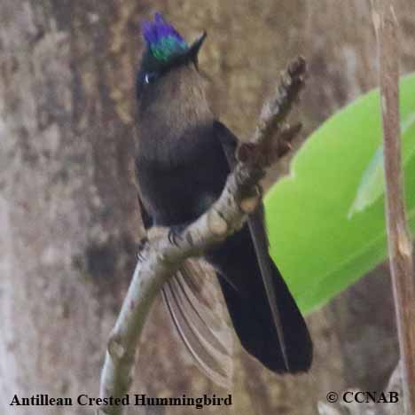 Antillean Crested Hummingbird