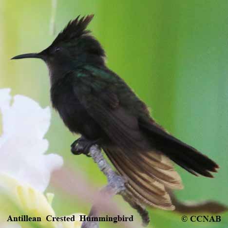 Birds of North America